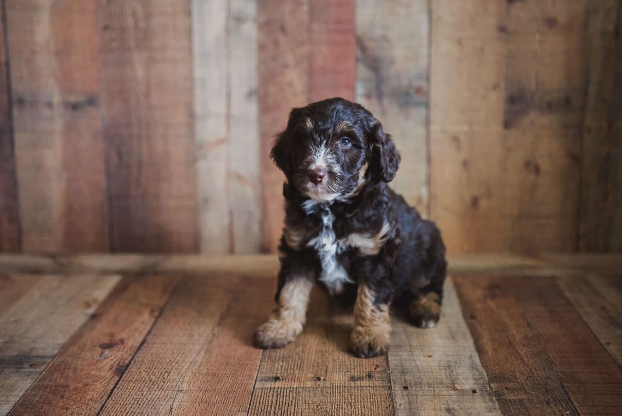 Chocolate Tri-color Swiss Doodle Puppy
