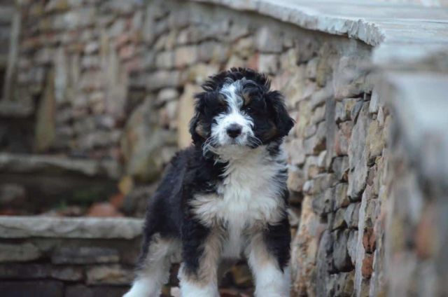 Opal, the Aussiedoodle Mom